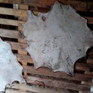 Peaux et chutes de peaux de cervidés, bovidés et équidés tailles diverses